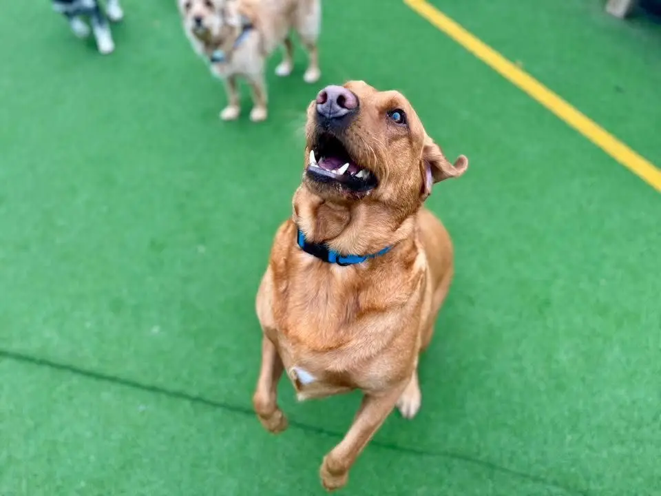 Dog standing on back legs