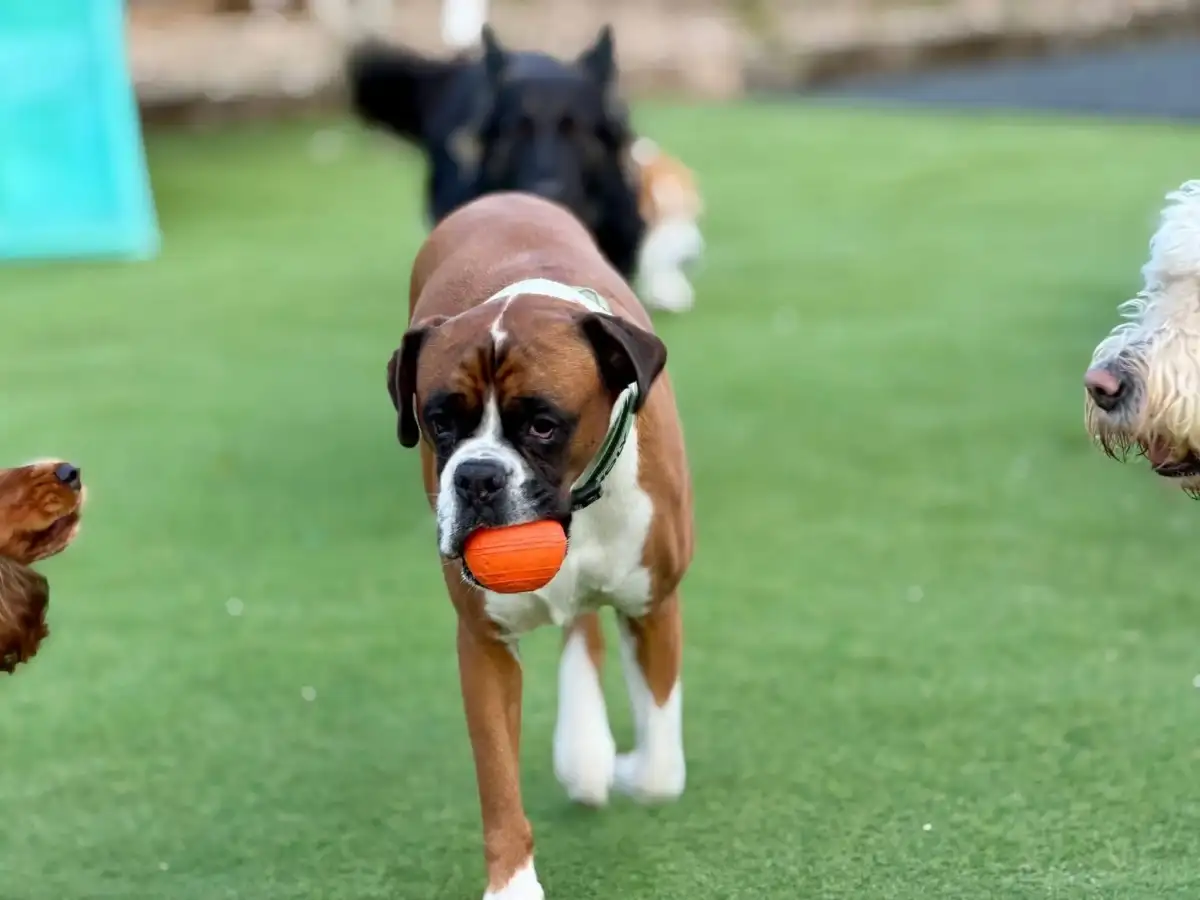 Boxer playing with a ball