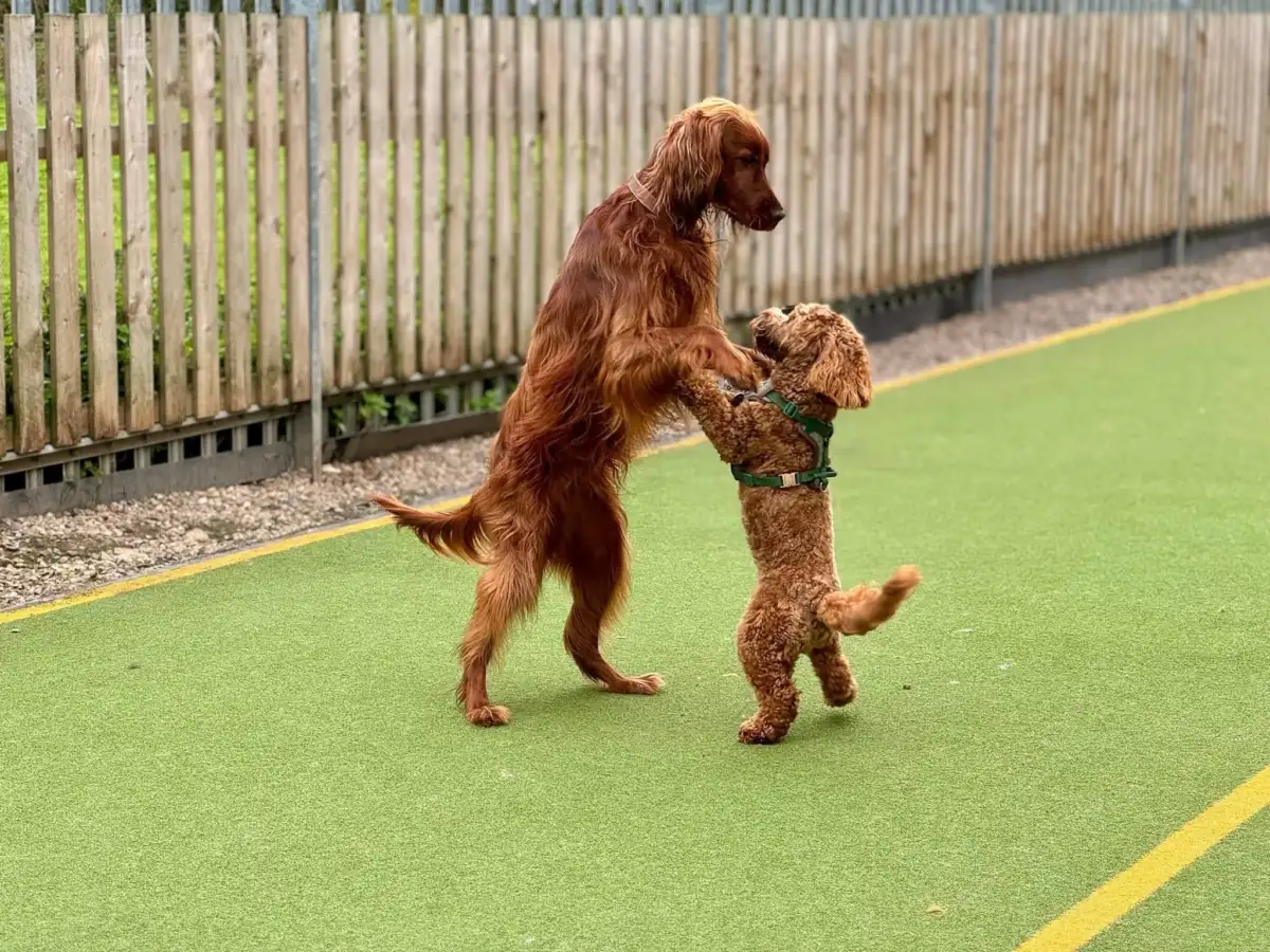 Two dogs playing together