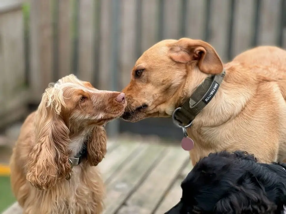 Dog giving a kiss to another dog