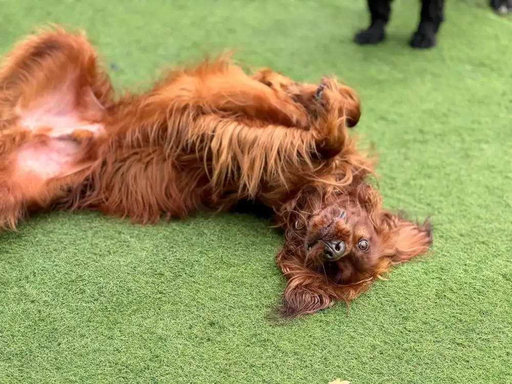 Dog resting after playtime