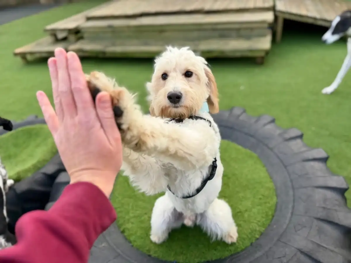 Dog giving a high five
