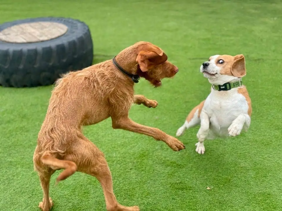 Dogs larking about outdoors