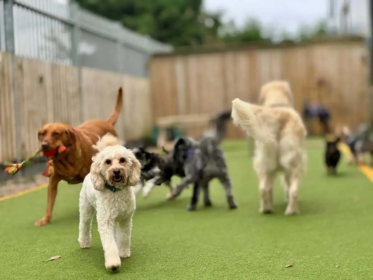 Golden retriever at Springfield Dog Centre