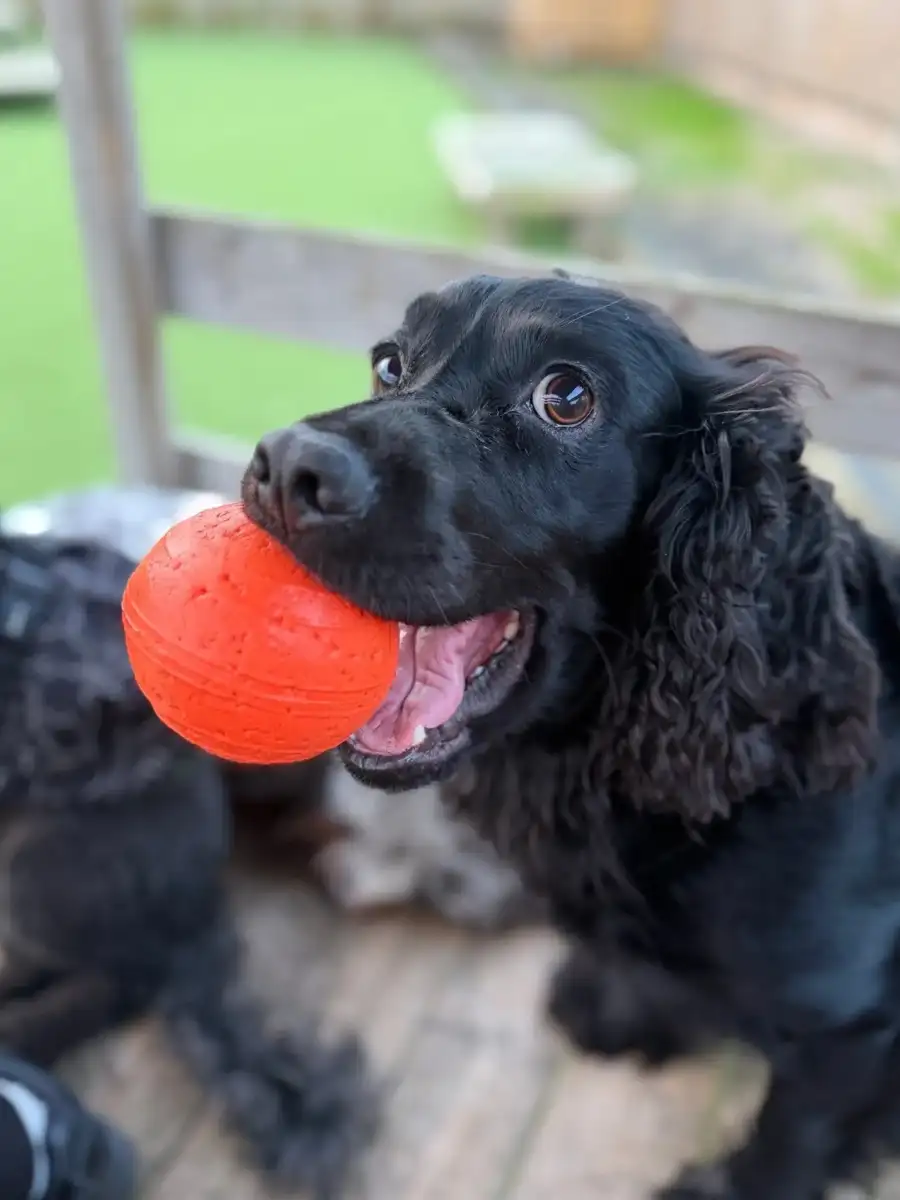Dog chasing a red ball