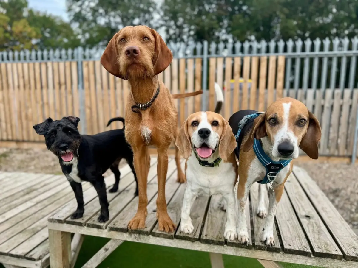 Dog posing for the camera