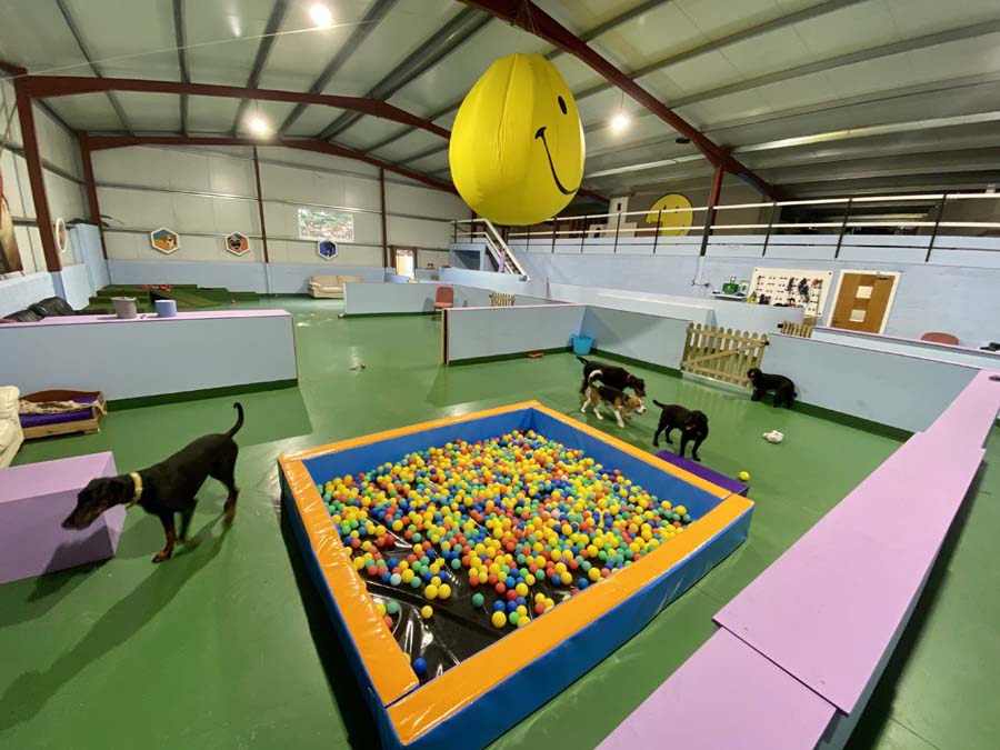 Dog playing